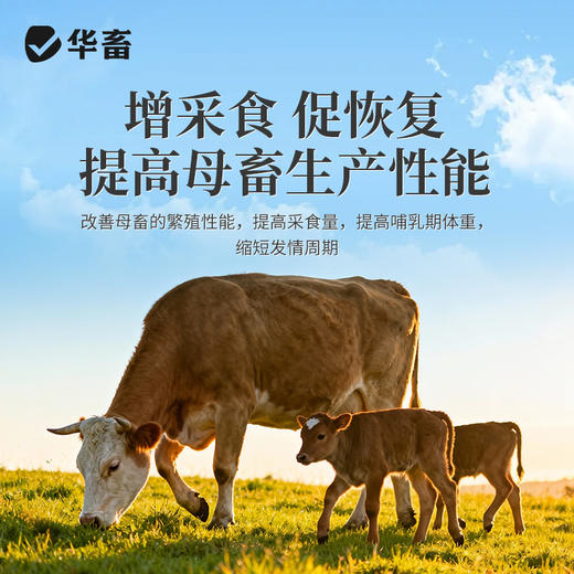 【社群专享】华畜 蓝鲸乳能 含进口酵母培养物 吃的多奶水好吸收好 商品图4