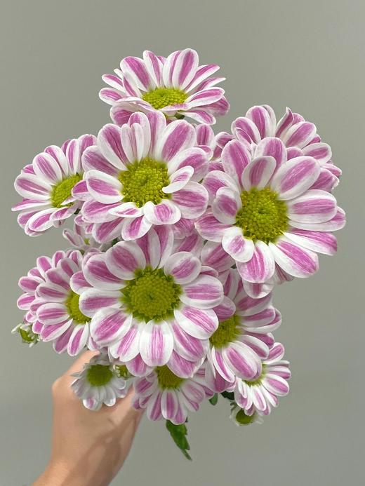 【秒杀14份】白色水仙10支+斑纹小菊5支+绿精灵小菊5支 商品图2