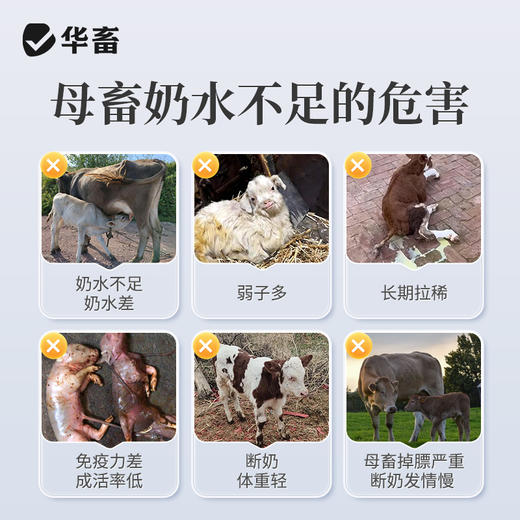 【社群专享】华畜 蓝鲸乳能 含进口酵母培养物 吃的多奶水好吸收好 商品图1