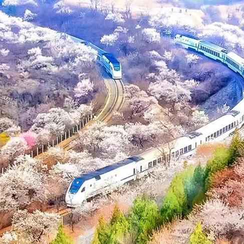 周三/清明1天【花海列车68元】开往春天的列车の枝花正盛-春光正好-长城内外-分外妖娆-居庸关长城 商品图2