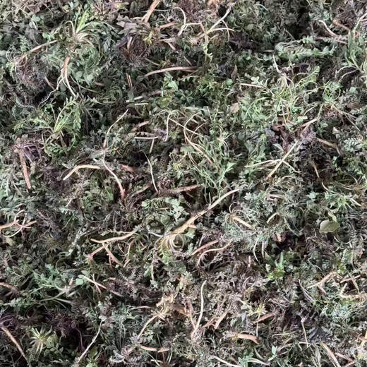 越冬野菜系列丨荠菜/苦菜/蒲公英/槐树花，时令限定，一年一季，新鲜荠菜越冬根系发达，根比较硬，属正常现象，可切碎后食用。荠菜大小不一，介意慎拍⭐️顺丰/京东随机发 商品图6