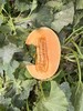 【预售】【活动上新】黄金蜜瓜，脆甜多汁、从心甜到皮~ 商品缩略图8