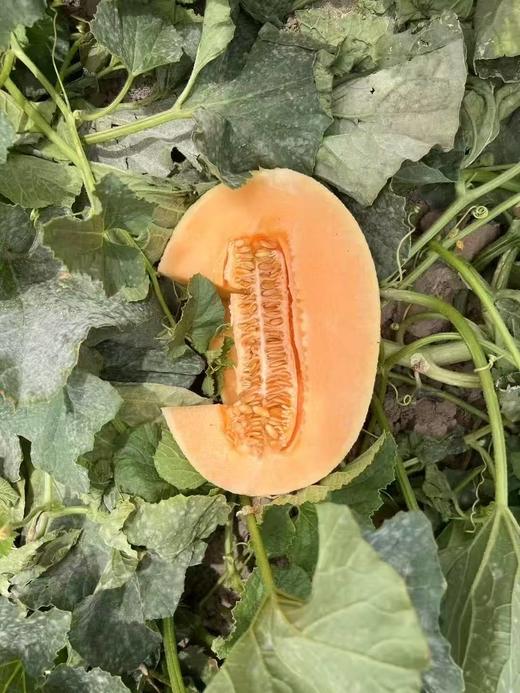 【预售】【活动上新】黄金蜜瓜，脆甜多汁、从心甜到皮~ 商品图8