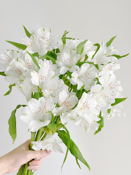 【超美水仙百合】白色水仙百合5支+粉色水仙百合5支+橙色水仙百合5支+红色水仙百合5支/份 商品图5