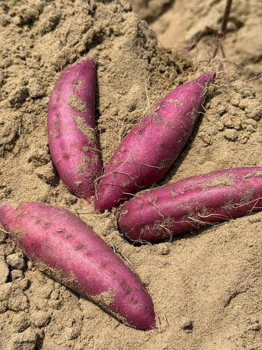 海南木兰湾海沙板栗地瓜 粉糯香甜 细腻无丝 生态种植 减脂必备优质粗粮！ 商品图6