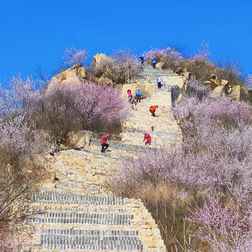 周三/清明1天【龙泉峪桃花68元】万顷长城花海の大云峡谷-龙泉峪8公里徒步穿越<初级> 商品图3