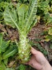 莴笋 商品缩略图0