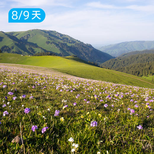 喀班巴依峰｜东喀拉峻｜赏花版&冰川版 新疆史诗级立体景观线 8/9日 商品图3