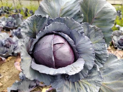 紫甘蓝 商品图1