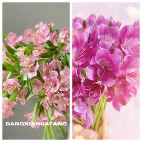 【紫色+粉色】2扎共20支/份水仙百合