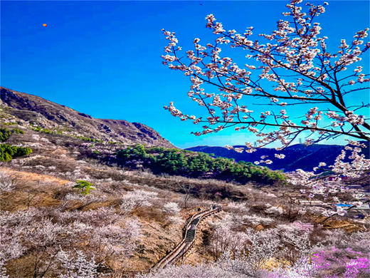【西峪村桃花1日】｜网红打卡西峪村-徒步桃花栈道赏漫山桃花-打卡辛庄生活市集 商品图2