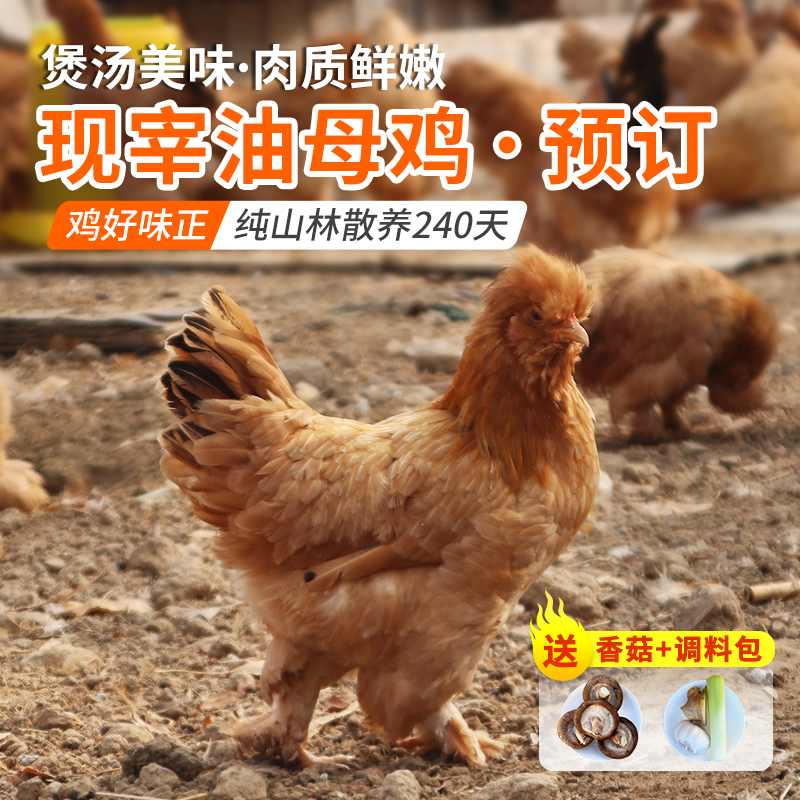 【现杀鲜鸡4.10日发货】散养240天的北京油母鸡 纯粮食喂养土鸡 粮食鸡 肉质鲜嫩 煲汤鲜美 可整鸡可切块