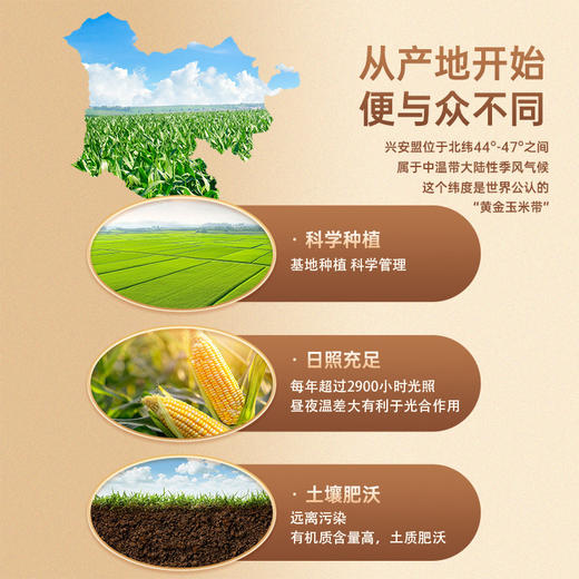【醒粉福利29.9元买1箱送1箱】内蒙兴安盟玉米·鲜糯玉米香香糯糯 商品图3