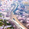 周三/清明1天【花海列车68元】开往春天的列车の枝花正盛-春光正好-长城内外-分外妖娆-居庸关长城 商品缩略图3