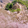 周末1天【延寿寺桃花】【适合新人】山桃花盛开の大黑山延寿寺10公里环穿<初级> 商品缩略图2