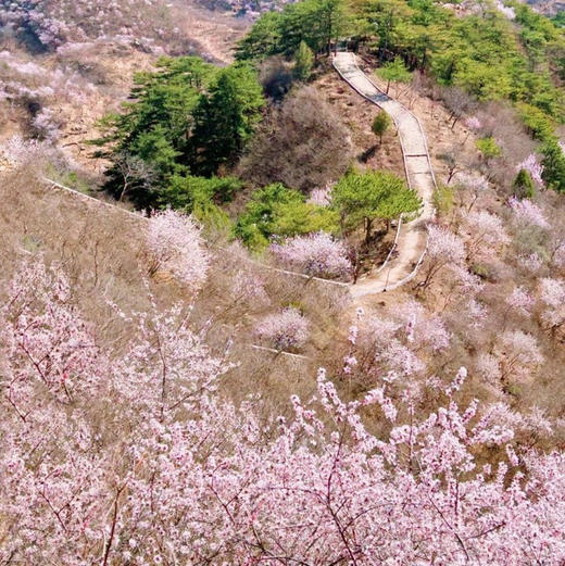 周末1天【延寿寺桃花】【适合新人】山桃花盛开の大黑山延寿寺10公里环穿<初级> 商品图2