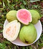 【广西好物 白心·红心奶油芭乐】现摘现发 营养丰富 果肉软糯 柔嫩多汁 商品缩略图1