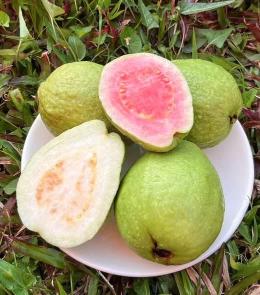 【广西好物 白心·红心奶油芭乐】现摘现发 营养丰富 果肉软糯 柔嫩多汁 商品图1