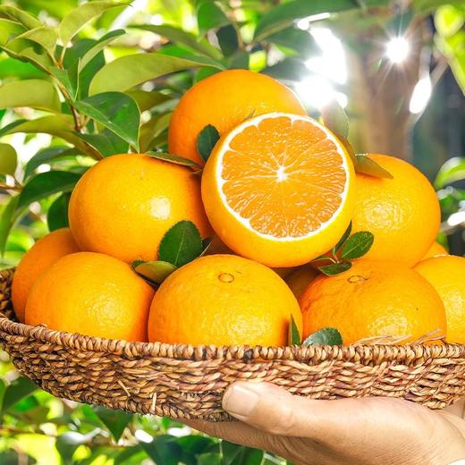 爱媛果冻橙【39元5斤】丨新鲜采摘 果肉鲜嫩爆汁 商品图0