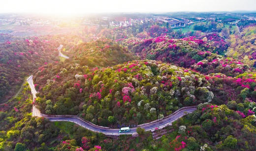 4.08贵州·百里杜鹃，乌蒙大草原，青岩古镇，花江峡谷大桥4天摄影团 商品图8