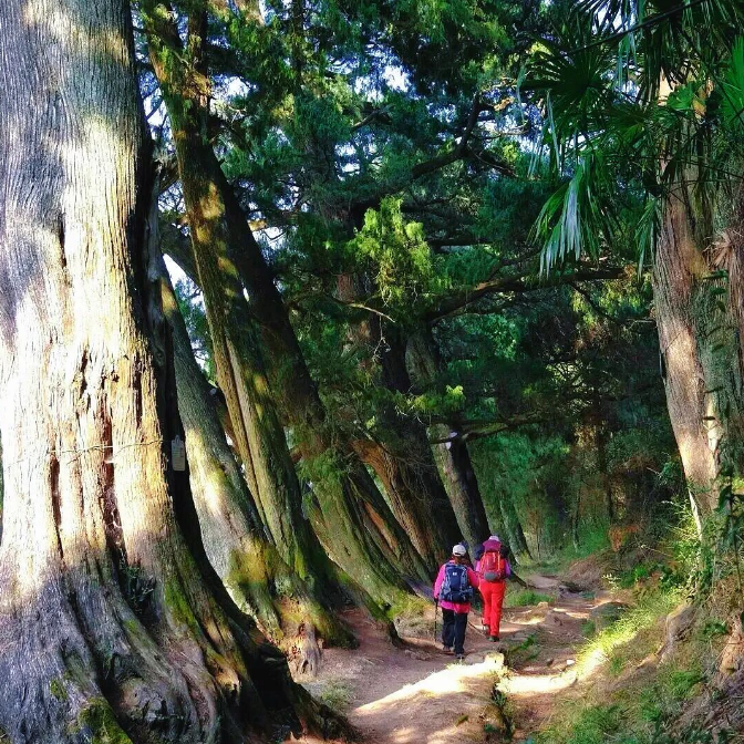 成团有位【金牛古道 立减50元】对话翠云廊-踏金牛古道-登剑门雄关の赴一场三千年蜀道徒步之约（可亲子）