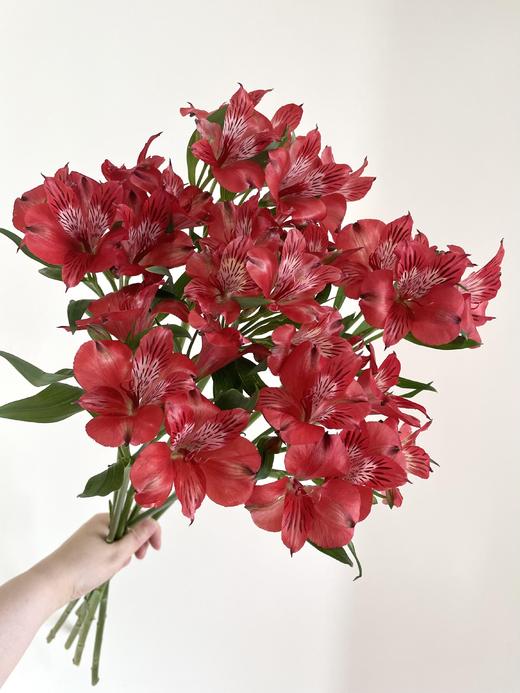 【超美水仙百合】白色水仙百合5支+粉色水仙百合5支+橙色水仙百合5支+红色水仙百合5支/份 商品图6