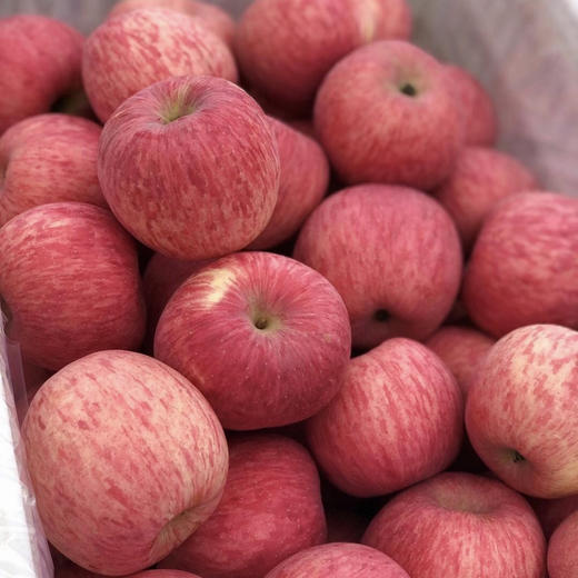 洛川苹果【39元5斤】丨肉质脆嫩，咬一口脆甜多汁~ 商品图5