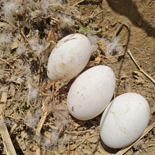 散养鹅蛋丨吃粮食/谷物长大的 蛋清浓稠 蛋黄紧致 腥味小，个头大小不一，介意慎拍‼️现产现发，不接急单！⭐️顺丰快递 商品图6