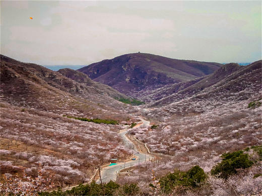 【西峪村桃花1日】｜网红打卡西峪村-徒步桃花栈道赏漫山桃花-打卡辛庄生活市集 商品图6