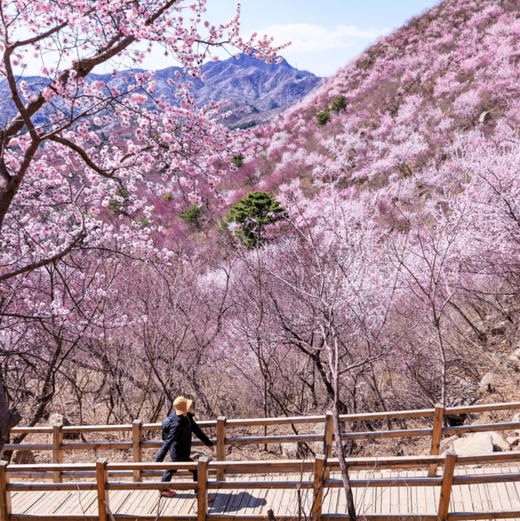 周末1天【凤凰岭】三生三世十里杏春花海の近郊登山赏花摄影一日休闲游 商品图1