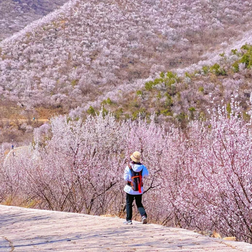 周末1天【凤凰岭】三生三世十里杏春花海の近郊登山赏花摄影一日休闲游 商品图0