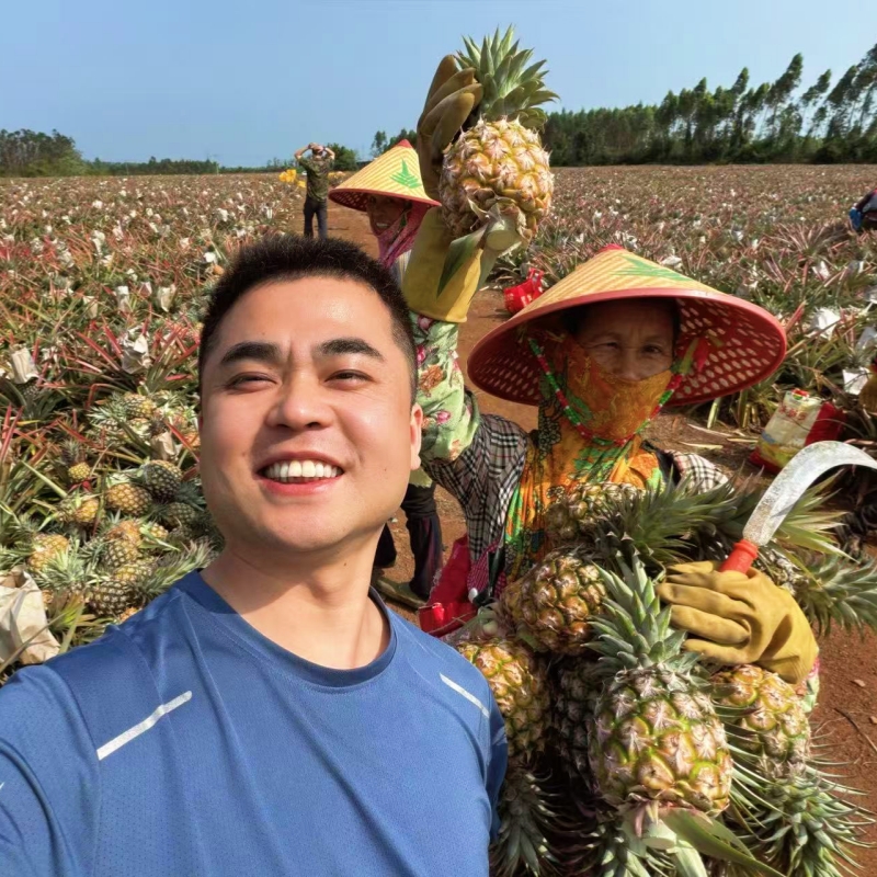 海南金钻凤梨【坚持树上熟采摘发货，一株凤梨枝只结一个凤梨果，量少所以相当珍贵】