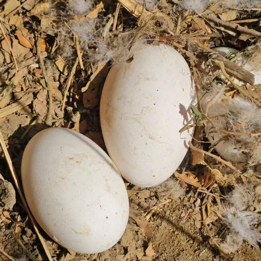 散养鹅蛋丨吃粮食/谷物长大的 蛋清浓稠 蛋黄紧致 腥味小，个头大小不一，介意慎拍‼️现产现发，不接急单！⭐️顺丰快递 商品图4