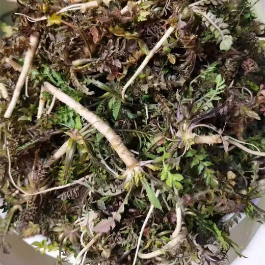 越冬野菜系列丨荠菜/苦菜/蒲公英/槐树花，时令限定，一年一季，新鲜荠菜越冬根系发达，根比较硬，属正常现象，可切碎后食用。荠菜大小不一，介意慎拍⭐️顺丰/京东随机发 商品图5