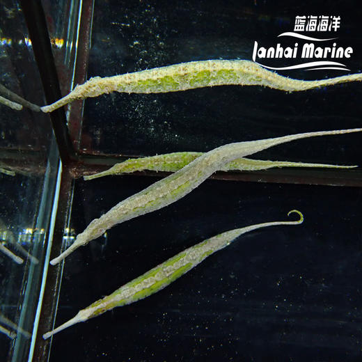 绿海龙（拟海龙） 商品图5