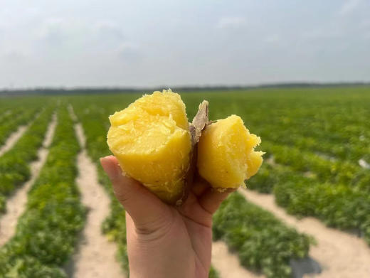 海南木兰湾海沙板栗地瓜 粉糯香甜 细腻无丝 生态种植 减脂必备优质粗粮！ 商品图2