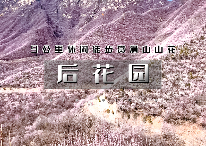 1日｜后花园｜漫山芬香北京后花园の燕平八景-神岭千峰-虎峪辉金9公里徒步赏山花