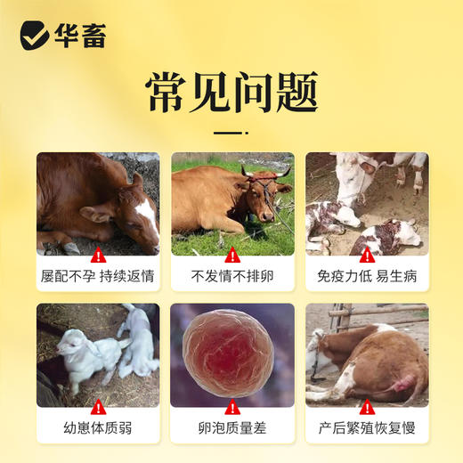 华畜繁育宝500g 促进排卵受精率高幼崽壮 商品图1