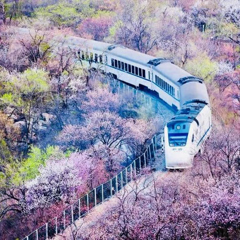 周三/清明1天【花海列车68元】开往春天的列车の枝花正盛-春光正好-长城内外-分外妖娆-居庸关长城 商品图0