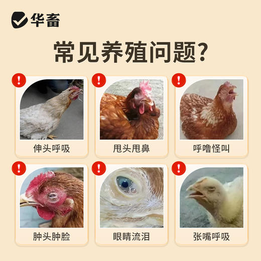 华畜气囔清500ml化痰止咳宣肺平喘孕畜可用 商品图1