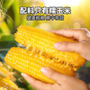 【醒粉福利29.9元买1箱送1箱】内蒙兴安盟玉米·鲜糯玉米香香糯糯 商品缩略图1