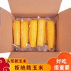 【软糯鲜甜❗低脂顶饱】东北黄糯玉米真空包装甜糯玉米棒免煮玉米即食粘玉米大棒特惠玉米。xa 商品缩略图0