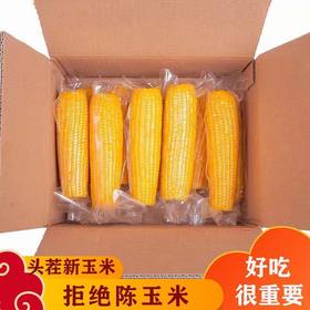【软糯鲜甜❗低脂顶饱】东北黄糯玉米真空包装甜糯玉米棒免煮玉米即食粘玉米大棒特惠玉米。xa
