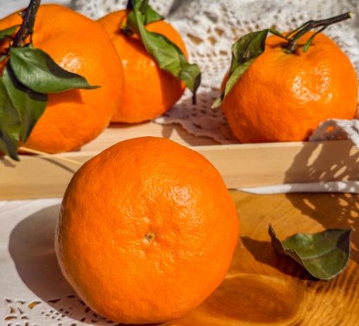 贝壳-橘中新贵 明日见 ，春见耙耙柑 无渣无籽，果香浓郁 商品图4