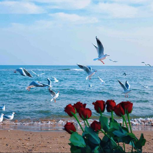 成团有位【秦皇岛  立减30元】海风拾光漫游记の阿那亚/阿尔卡迪亚-游船出海-仙螺岛-老虎石日落-秦皇小巷夜景-鸽子窝日出 商品图6