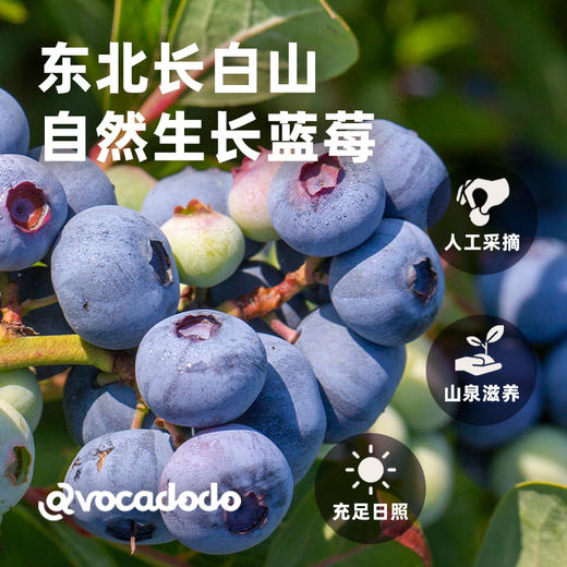 Avocadodo果汁蓝莓干大颗不加白糖果脯蜜饯健康儿童零食孕妇 商品图1