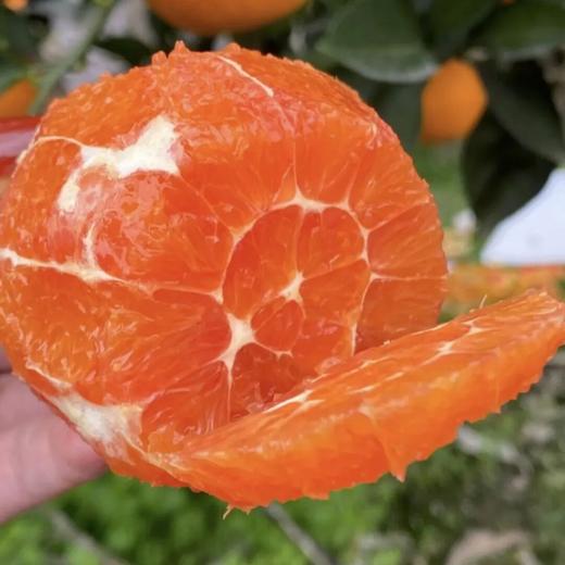 中华红橙，一不小心就会掐出一手的汁水【G】 商品图6