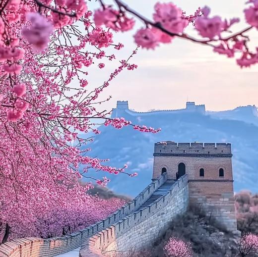 周三/清明1天【花海列车68元】开往春天的列车の枝花正盛-春光正好-长城内外-分外妖娆-居庸关长城 商品图6