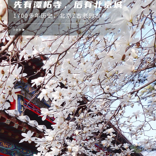 清明1天【潭柘寺】玉兰花开の千年古刹-皇家寺院-戒台寺登山步道｜休闲1日 商品图1