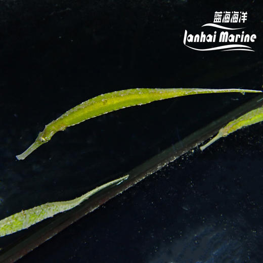 绿海龙（拟海龙） 商品图3